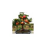 Köy Tohumları 15 Adet Tohum Organik Hobi Bahçe Bonsai Elma Ağaç Tohumu Saksı Toprak