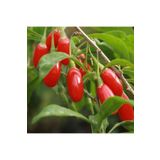 Köy Tohumları 15 Adet Tohum Orjinal Organik Bahçe Yeni Sezon Kırmızı Goji Berry Tohumu Hobi Balkon Hediye Tohum