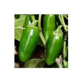Köy Tohumları 150 Adet Tohum Organik Acı Jalapeno Jalepeno Acı Meksika Süs Biberi Tohumu Hediye Tohumludur