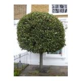 Köy Tohumları 2 Adet Tohum Nadir Defne Ağacı Bonsai Tohumu Organik Saksı Topraklıdır