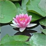Köy Tohumları 2 Adet Tohum Nadir Pembe Lotus Çiçeği Tohumu Su Çiçeği Nilüfer Tohumları
