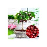 Köy Tohumları 20 Adet Tohum Bodur Bonsai Napolyon Kiraz Ağaç Tohumu Orjinal Tohum Saksı Topraklı