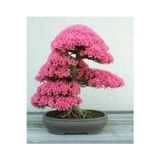 Köy Tohumları 20 Adet Tohum Bodur Pembe Erguvan Bonzai Ağac Ekim Seti Saksı Toprak Sürpriz Hediye Bonsai Tohumlu