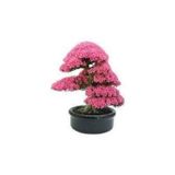 Köy Tohumları 20 Adet Tohum Bodur Pembe Erguvan Bonzai Ağac Ekim Seti Saksı Toprak Sürpriz Hediye Bonsai Tohumu