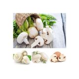 Köy Tohumları 20 Adet Tohum Nadir Beyaz Kültür Mantarı Tohumu Organik Hobi Bahçe