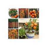 Köy Tohumları 20 Adet Tohum Nadir Bodur Bonsai Mandalina Bonzai Ağacı Tohum Süpriz Hediye Bonsai Ağacı Tohum