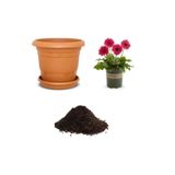 Köy Tohumları 20 Adet Tohum Nadir Kırmızı Gerbera Çiçeği Tohumu Saksı Toprak Hediyemiz