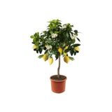 Köy Tohumları 20 Adet Tohum Nadir Mersin Limon Ağaç Bonsai Ata Tohum Saksı Toprak Hediye