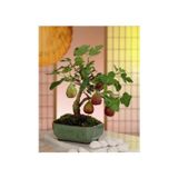 Köy Tohumları 20 Adet Tohum Nadir Siyah Incir Ağaç Ağacı Bonsai Tohumu Siyah Yemiş Incir Tohumu Saksı Toprak