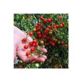 Köy Tohumları 20 Adet Tohum Organik Hobi Balkon Bezelye Minik Domates Tohumudur
