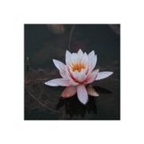 Köy Tohumları 20 Adet Tohum Pembe Kutsal Lotus Çiçeği Tohumu Su Nilüfer Çiçek Tohumu Hediye Tohumla