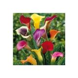 Köy Tohumları 20 Adet Tohumorganik Karışık Calla Lily Çiçek Tohumu Afrika Çöl Çiçeği Calla Lily Sürpriz Hediye
