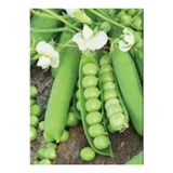 Köy Tohumları 200 Adet Tohum Kışlık Dolaplık Araka Organik Bezelye Tohumu Hediyeli