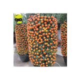 Köy Tohumları 25 Adet Tohum Nadir Bodur Bonsai Mandalina Bonzai Ağacı Tohum Süpriz Hediye Bonsai Ağacı Tohum