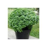 Köy Tohumları 25 Adet Tohum Nadir Kokulu Egzotik Mis Kokulu Top Yeşil Reyhan Çiçek Tohumu Reyhan Çiçeği Tohum