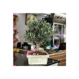 Köy Tohumları 3 Adet Tohum Bonsai Zeytin Ağacı Tohumu Zeytin Bonsai Ağacı Tohumu Süpriz Hediye Bonsai Tohumu