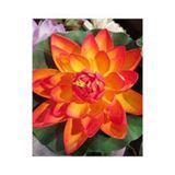 Köy Tohumları 3 Adet Tohum Nadir Turuncu Lotus Su Çiçeği Tohumu Kaliteli Kutsal Nilüfer Çiçeği Tohumu