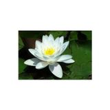 Köy Tohumları 3 Adet Tohum Organik Beyaz Lotus Su Çiçeği Tohumu Hediye Tohumlu