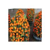 Köy Tohumları 30 Adet Tohum Organik Hobi Bahçe Mandalina Bonsai Ağaç Tohumu Saksı Toprak
