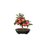Köy Tohumları 5 Adet Tohum Bodur Bonsai Elma Ağacı Bonzai Tohumu Saksı Toprak
