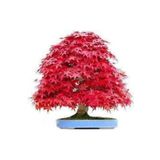 Köy Tohumları 5 Adet Tohum Bodur Bonsai Kırmızı Japon Red Maple Ağacı Bonzai Tohumu Süpriz Hediye Bonsai Tohumu