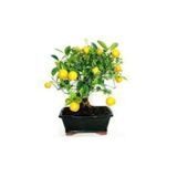 Köy Tohumları 5 Adet Tohum Bodur Bonsai Limon Ağacı Tohumu Italyan Limon Seti Saksı Toprak Sürpriz Hediye Tohum