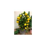 Köy Tohumları 5 Adet Tohum Bodur Bonsai Limon Ağacı Tohumu Italyan Limon Seti Saksı Toprak Sürpriz Hediyeli - 10 Adet