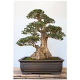 Köy Tohumları 5 Adet Tohum Bodur Bonsai Lübnan Sediri Ağacı Bonzai Tohumu Saksı Toprak Hediyelidir