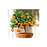 Köy Tohumları 5 Adet Tohum Bodur Bonsai Washington Portakal Ağaç Tohumu Bonsai Toprakal Ağacı Saksı Toprak Hediye