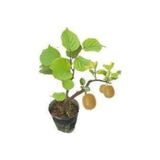 Köy Tohumları 5 Adet Tohum Bodur Kivi Bonsai Ağacı Tohumu Sürpriz Hediye Bonsai Ağacı Tohumlu