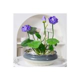 Köy Tohumları 5 Adet Tohum Mavi Renk Açan Kase Lotus Su Çiçeği Japon Su Çiçeği Tohum Taze Hasat Tohumlar