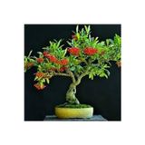 Köy Tohumları 5 Adet Tohum Nadir Ateş Dikeni Bonsai Ağaç Tohumu Ateş Diken Tohum Saksı Toprak Hediyemizdir