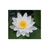 Köy Tohumları 5 Adet Tohum Nadir Beyaz Lotus Çiçek Tohumu Lotus Çiçeği Tohumu Nilüfer Çiçeği Tohum
