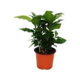 Köy Tohumları 5 Adet Tohum Nadir Bonsai Bulunan Kahve Ağacı Tohumu Kahve Ağaç Tohum Hediye Tohumlu