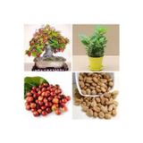 Köy Tohumları 5 Adet Tohum Nadir Bonsai Bulunan Kahve Ağacı Tohumu Kahve Tohumu Saksı Toprak Hediye