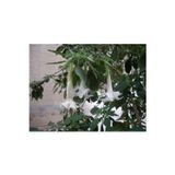 Köy Tohumları 5 Adet Tohum Nadir Bulunan Beyaz Angel Trumpet Çiçeği Meleklerin Borozanı Çiçeği Sürpriz Hediye Tohu