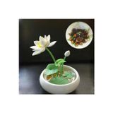Köy Tohumları 5 Adet Tohum Nadir Bulunan Beyaz Su Lotusu Tohumu Lotus Çiçeği Lotus White Lotus Çiçek