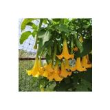 Köy Tohumları 5 Adet Tohum Nadir Bulunan Pembe Angel Trumpet Çiçeği Meleklerin Borozanı Çiçeği Sürpriz Hediye Tohu