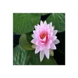 Köy Tohumları 5 Adet Tohum Nadir Bulunan Pembe Lotus Çiçeği Tohumu Lotus Su Çiçeği Tohumu Nilüfer Çiçeği Tohumu