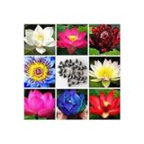 Köy Tohumları 5 Adet Tohum Nadir Karışık Lotus Çiçeği Tohumu Kutsal Asya Lotus Su Çiçeği Tohumu