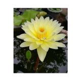 Köy Tohumları 5 Adet Tohum Nadir Sarı Kase Lotus Çiçeği Tohumu Hediye Tohumludur