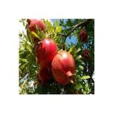 Köy Tohumları 5 Adet Tohum Nar Ağacı Tohumu Kırmızı Nar Ağacı Tohumu Saksı Toprak Süpriz Heidye Bonsai Ağacı