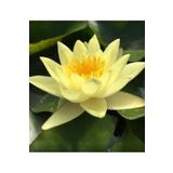 Köy Tohumları 5 Adet Tohum Organik Lotus Sarı Su Çiçeği Tohumu Organik Nilüfer Çiçeği Tohumu Hediye Tohumlu