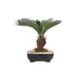 Köy Tohumları 5 Adet Tohum Rabusta Sahil Bonsai Palmiye Tohum Saksı Toprak Balkon Palmiyesi Saksı Toprak