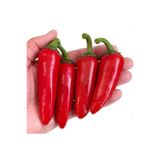 Köy Tohumları 50 Adet Tohum Meksika Biberi Tohumu Zehir Acı Meksika Biberi Tohumu Jalapeno Jalepeno Biberi Tohumu