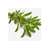 Köy Tohumları 50 Adet Tohum Organik Kekik Tohumu Aromatik Dağ Kekiği Tohumu Sürpriz Hediye Tohum Ata Tohum