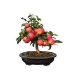 Köy Tohumları Tohum Bodur Bonsai Elma Ağacı Tohumu 5 Adet