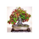 Köy Tohumları Tohum Bodur Bonsai Napolyon Kiraz Ağacı Tohumu 5 Adet