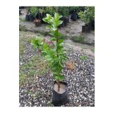 Köyceğiz Bitki Dünyası Thornless Mexican Lime Fidanı (Dikensiz Meksika Lime Limonu)