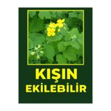 köydekiadam Kırlangıç Otu Tohumu 75 Adet